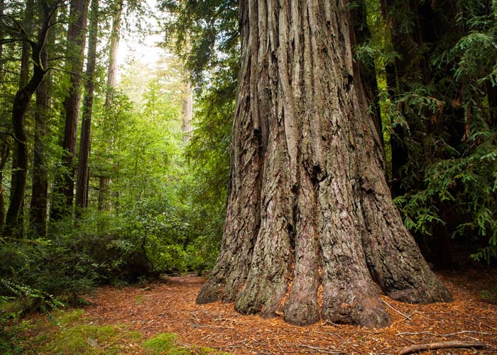 Redwood tree in Big Basin State Park - POST