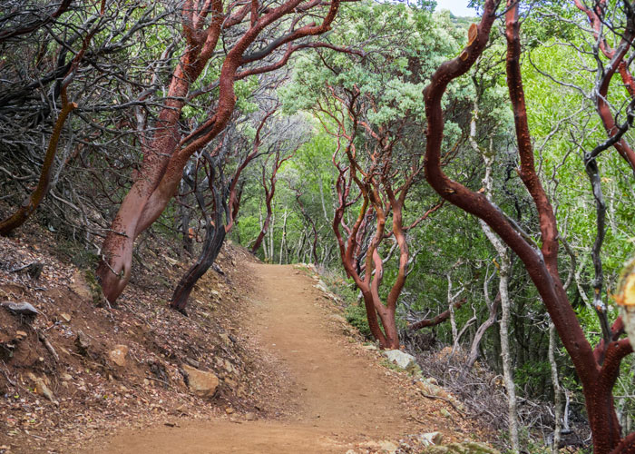 Trail through towering manzanita trees - POST