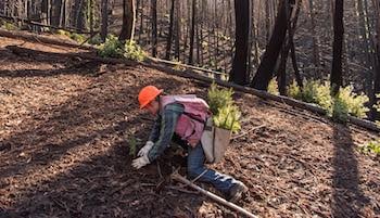 Man Planting redwoods after CZU fire