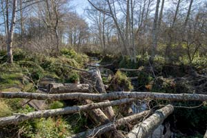 Logs criss-cross Butano Creek.