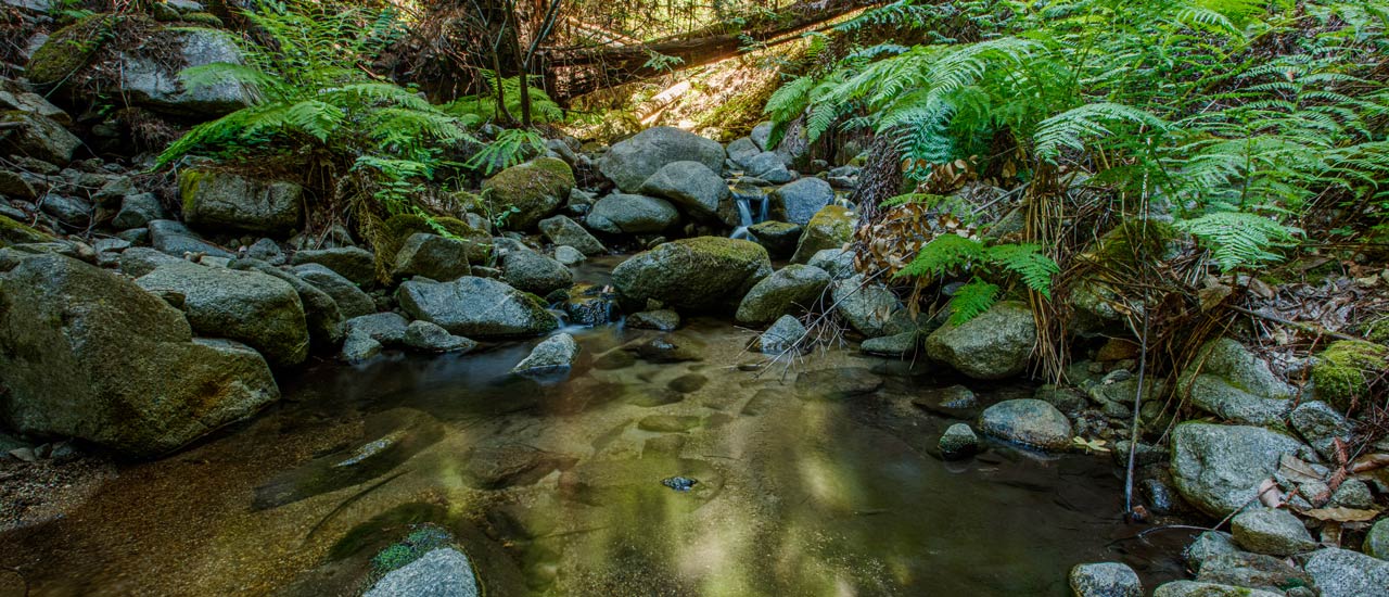Mill Creek in San Vicente Redwoods.