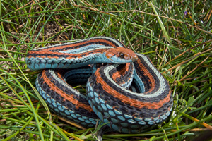The endangered SF garter snake.