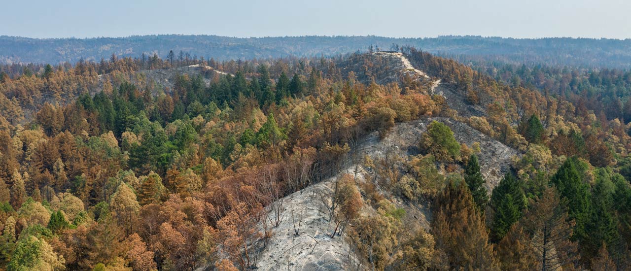 An aerial view of San Vicente Redwoods before the fire.