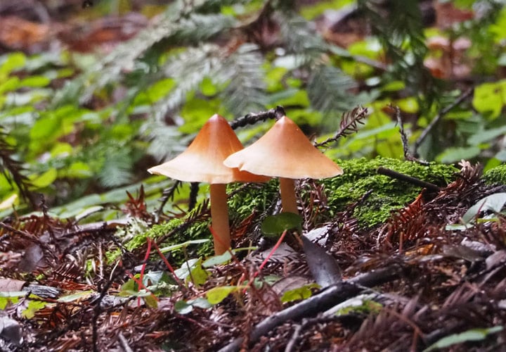Redwood rooter, wild mushroom - POST