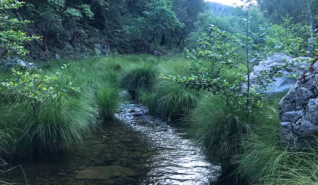 Sweetgrass surrounds a stream.