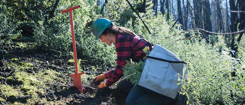 Female forester planting a redwood sapling - POST