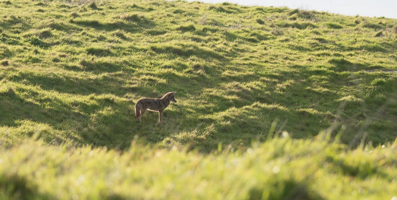 A coyote looking down the side of a hill.