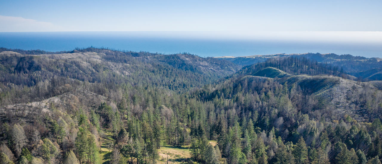 Drone view of San Vicente Redwoods.
