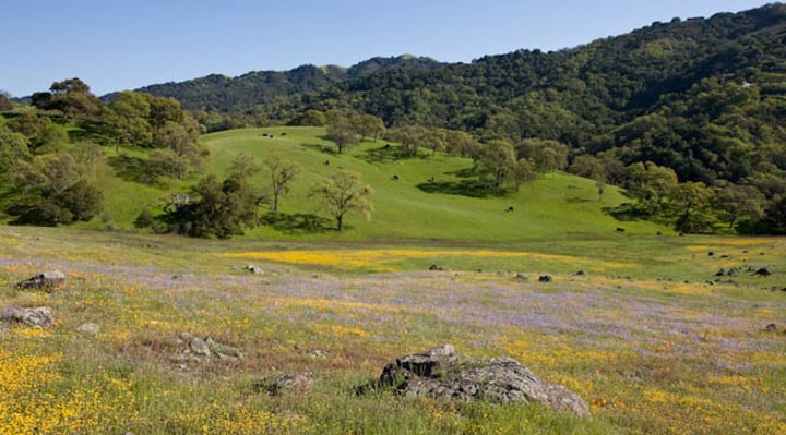 Wildflowers cover the hillside at Calero County Park.