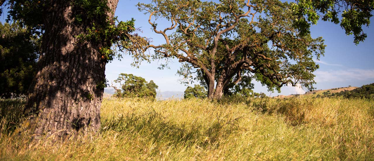 Grasslands surround an oak tree.