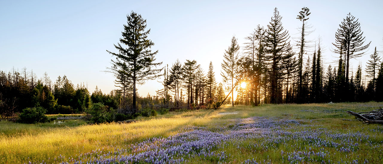 A field of wildflowers edged in a row of trees at San Vicente Redwoods.
