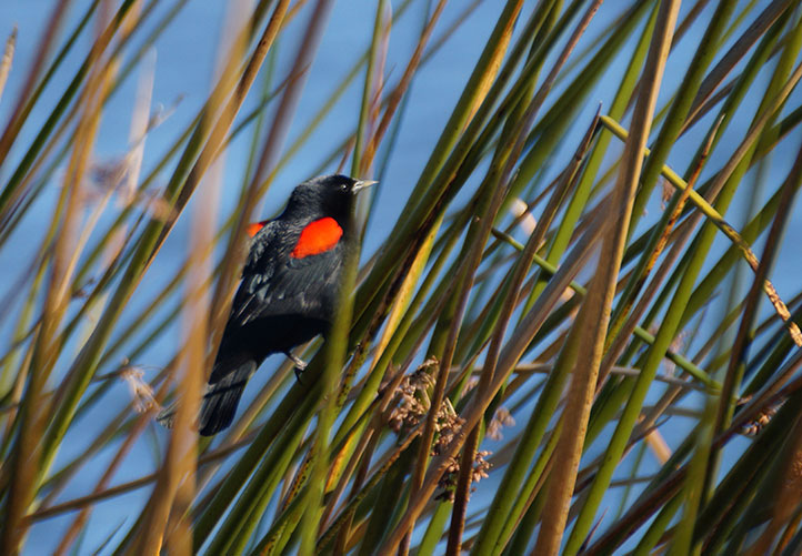 Bird and Insect Photography: Tips and Tricks - POST