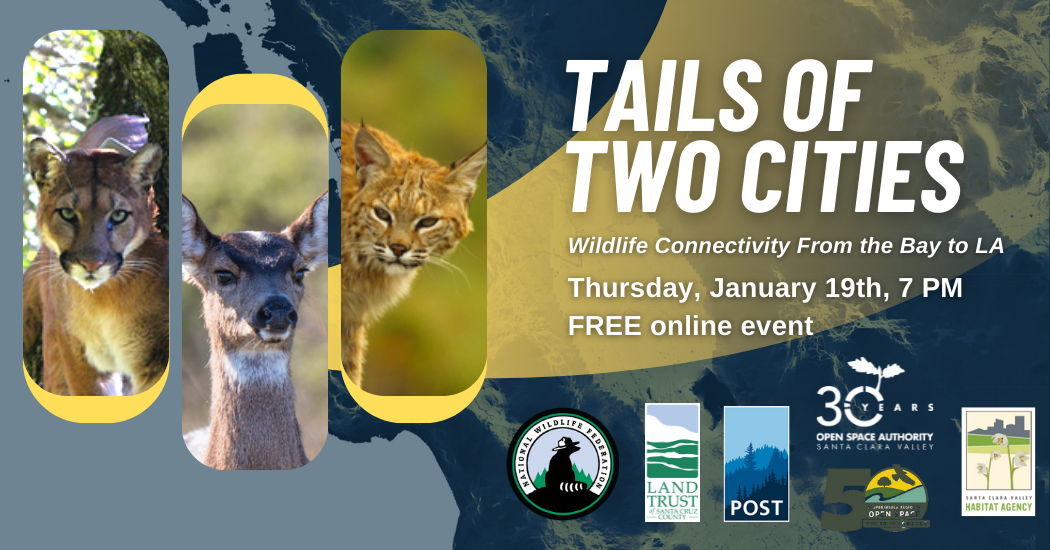Tails of Two Cities: Wildlife Connectivity From the Bay to LA - POST