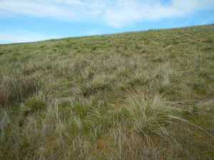 Coastal Prairie Grasses