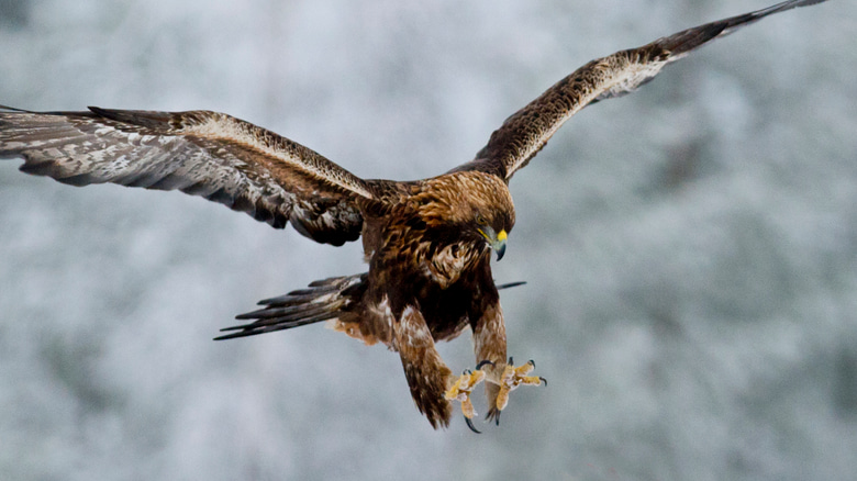 watch-beastly-golden-eagle-flies-off-with-full-grown-red-fox-in-talons