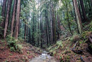 Redwoods and Creek at Estrada Ranch