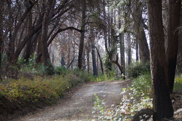 Morning Hike at San Vicente Redwoods (RESCHEDULED) - POST